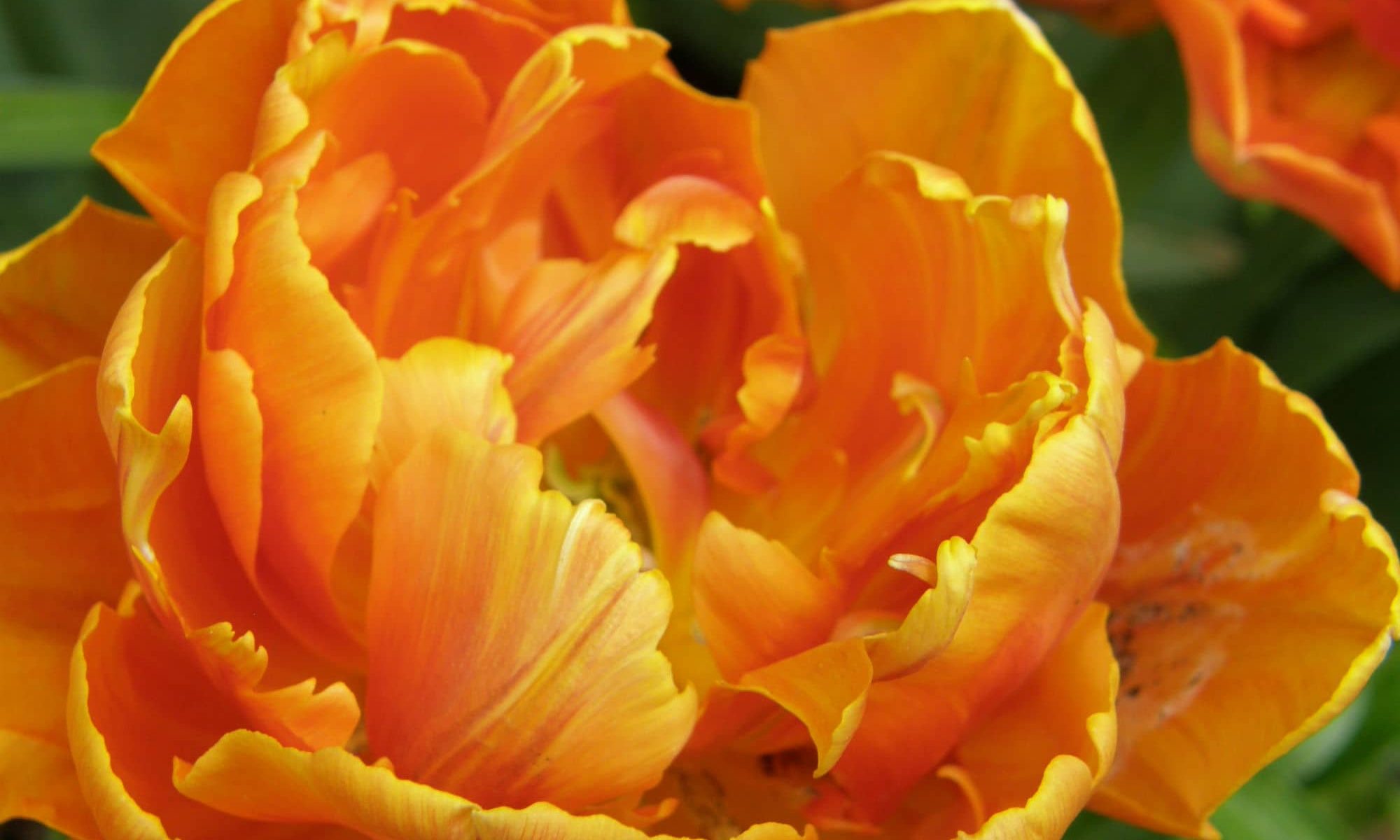 Tulip Orange Princess - Gardenly